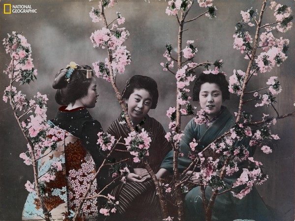 Trzy Japonki w tradycyjnych kimonach pozują przy kwitnących wiśniach. 1918 rok, foto: Eliza R. Scidmore