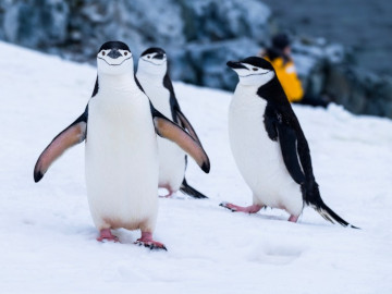 Antarktyda i pingwiny
