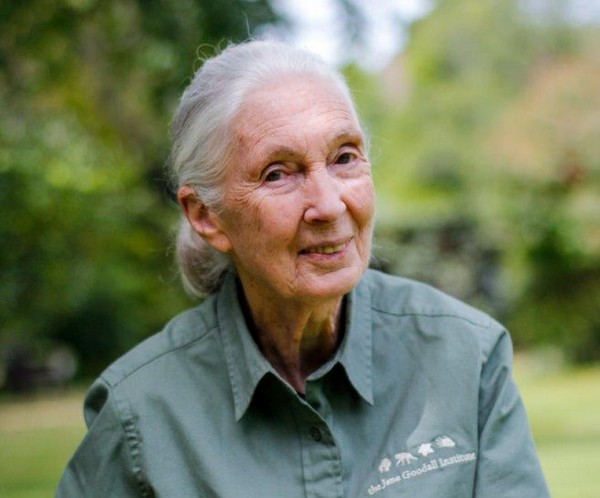 Jane Goodall w programie „Szympansy z Kongo: Jane Goodall zaprasza”, foto: Viasat World