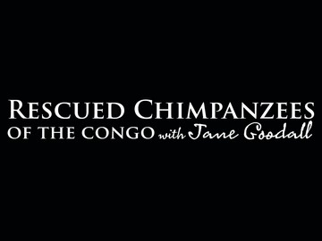 Polsat Viasat Nature „Szympansy z Kongo: Jane Goodall zaprasza”