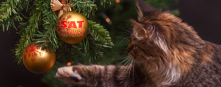 choinka bombka życzenia świąteczne Boże Narodzenie kot