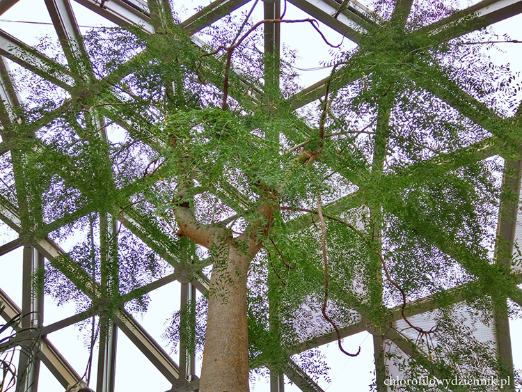 Moringa drouhardii rosnąca w ogrodzie botanicznym w Shanghaju, nasz dzisiejszy bohater rośnie dość podobnie na pierwszy rzut oka :)