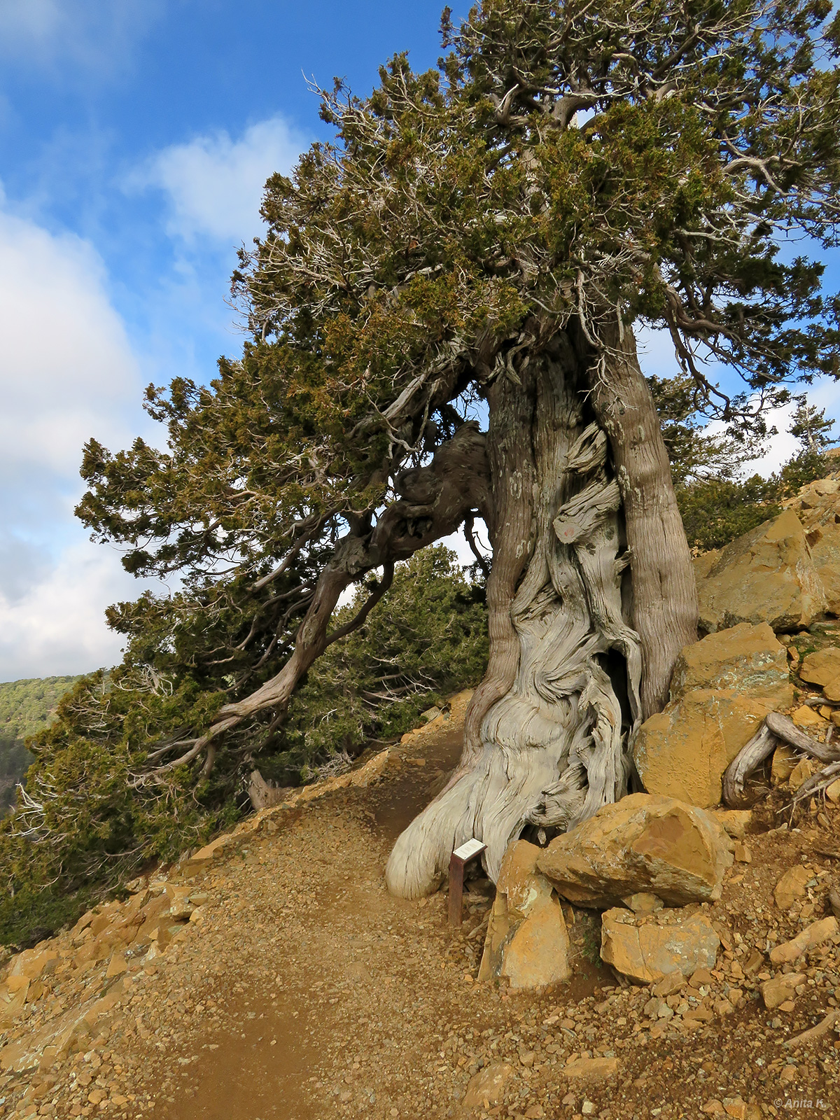Jałowiec cuchnący (łac. Juniperus foetidissima)