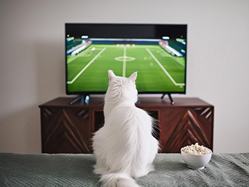 piłka nożna kot telewizor TV transmisja na żywo