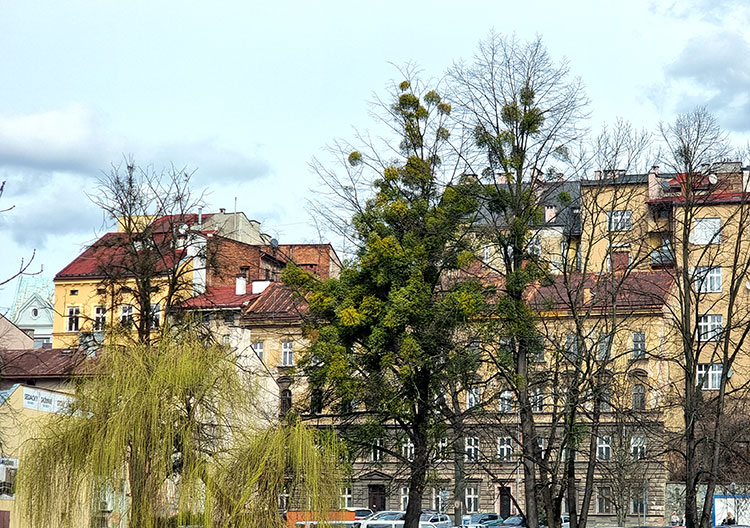 Jemioła nad Olzą w Cieszynie fot. satkurier.pl