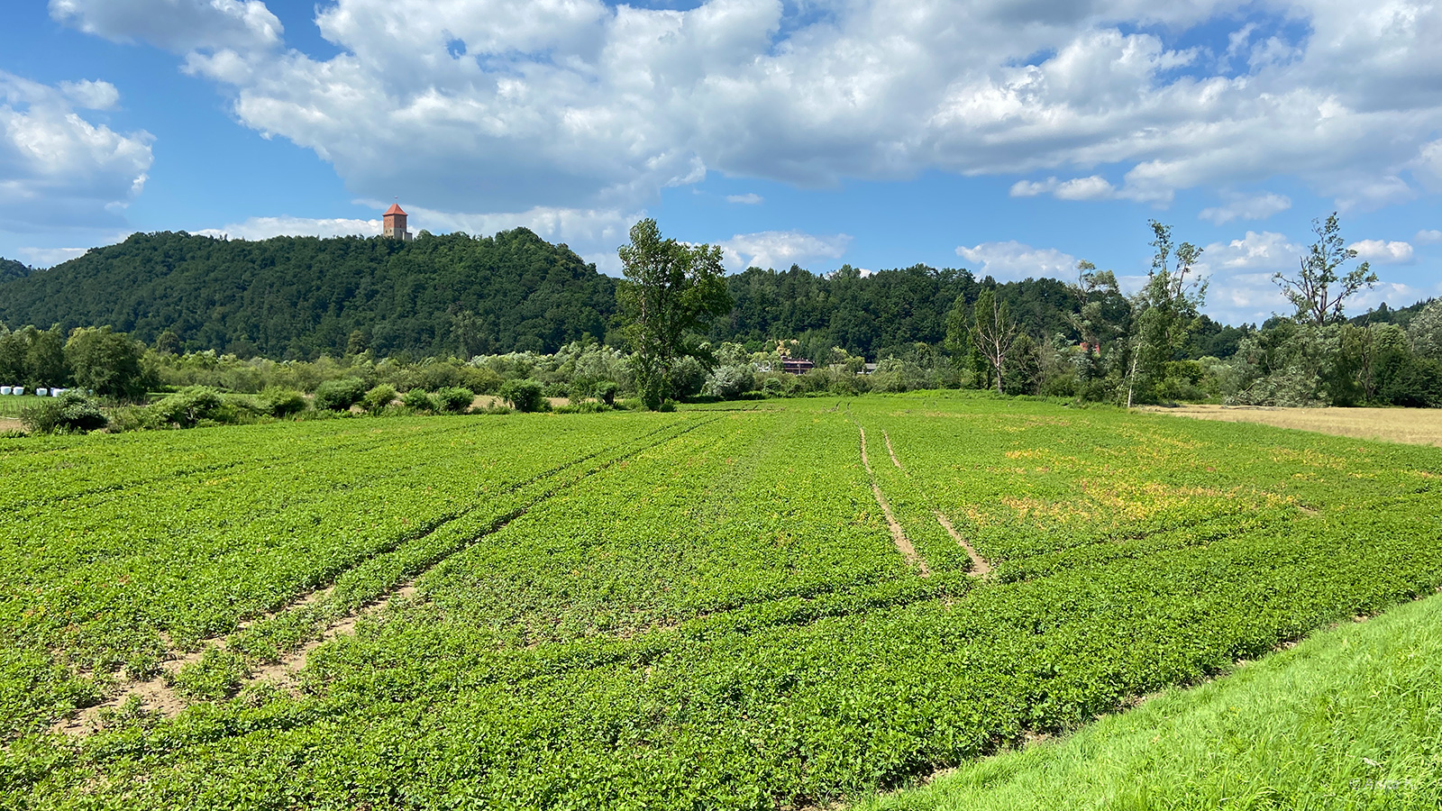 Widok ze szlaku rowerowego na Zamek Melsztyn