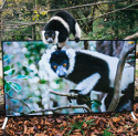 Lemury oglądają telewizję 4K na Sony Bravia
