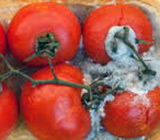 Prąd z zepsutych pomidorów