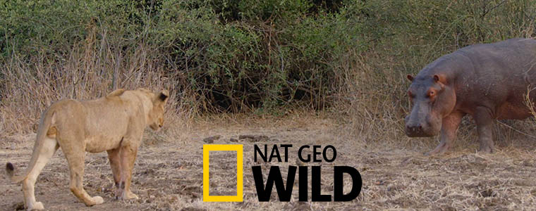 Nat Geo Wild Najwięksi myśliwi Afryki