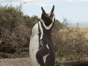 „Dzika Argentyna” Nat Geo Wild 