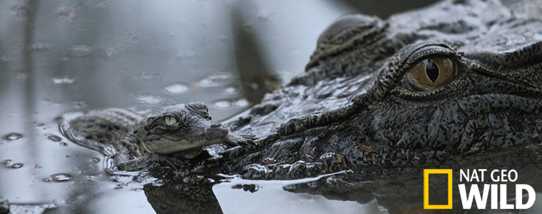 Nat Geo Wild  „Poszukiwany: krokodyl różańcowy”