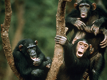 „Od małpy do człowieka” Nat Geo Wild