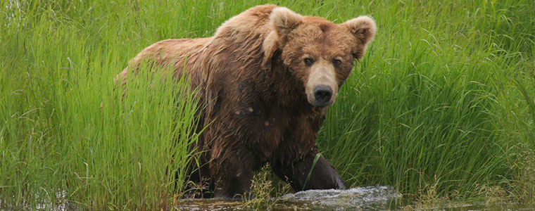 Brooks Falls niedźwiedź grizzly