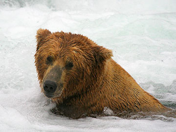 Alaska: spotkanie z niedźwiedziami grizzly [wideo]
