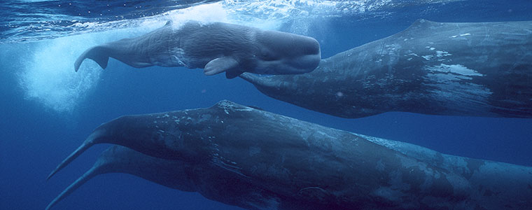 Tajemniczy świat wielorybów Nat Geo Wild