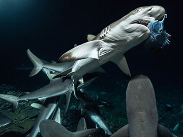 Tydzień z rekinami rekin Nat Geo Wild National Geographic