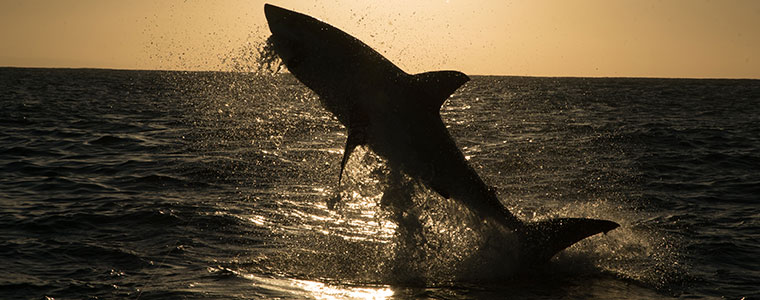 Tydzień z rekinami rekin Nat Geo Wild National Geographic