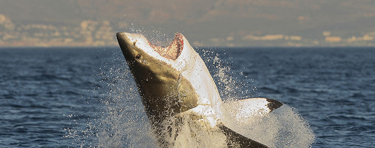Atak rekina rekin National Geographic Wild