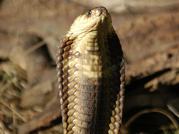 Potworne węże National Geographic Wild
