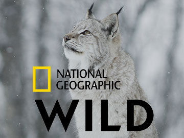 Dzika północ Europy National Geographic Wild
