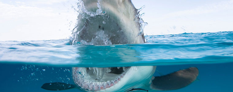 „Tydzień z rekinami” w Discovery i Travel Channel