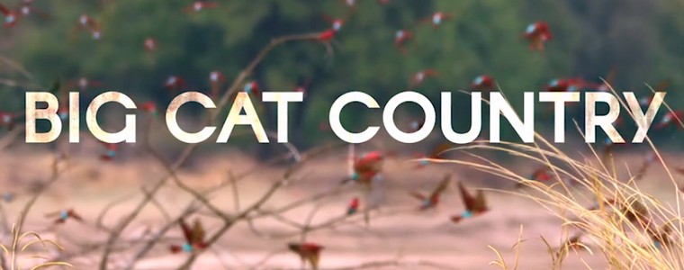 Polsat Viasat Nature „Kraina wielkich kotów”