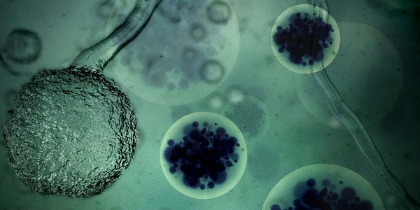 Kadr z programu „Wirus - niewidzialny zabójca”, foto: Discovery