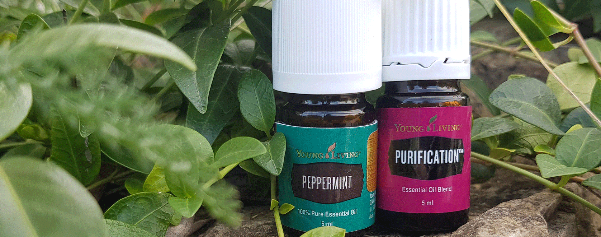 Peppermint_purification