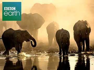 BBC Earth wodopój Afryka 360px.jpg