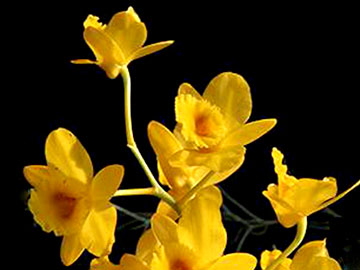 Lek z orchidei na raka prostaty
