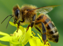 Telefonia komórkowa zabija pszczoły?