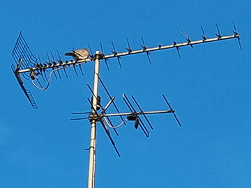 telewizja naziemna antena DVB-T