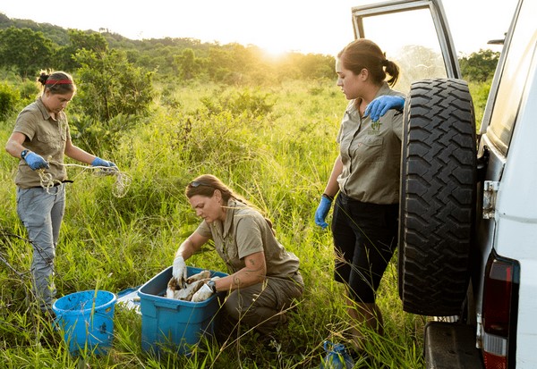 Mandy Harwood, Amanda Salb i Stephanie Rumore oraz samochód Nissan Patrol w programie „Malawi: na pomoc zwierzętom”, foto: Blue Ant International
